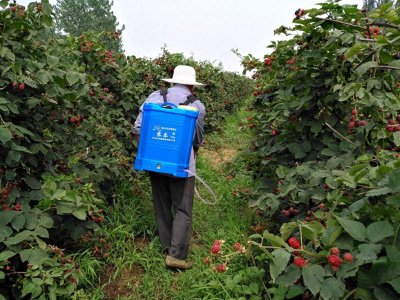 ​黑莓、蓝莓、草莓，同样都叫莓，为何黑莓售价才五毛钱一斤呢？