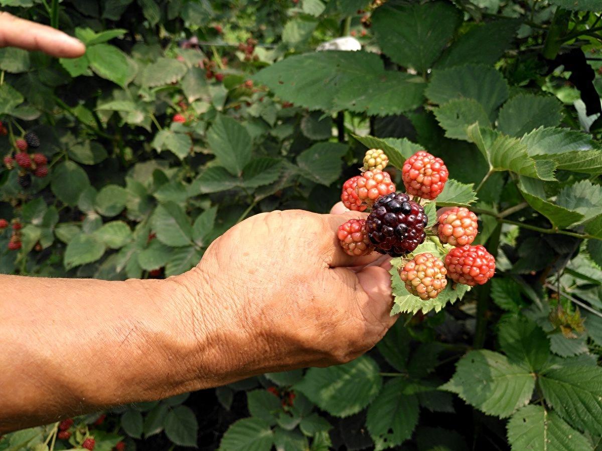 黑莓、蓝莓、草莓，同样都叫莓，为何黑莓售价才五毛钱一斤呢？