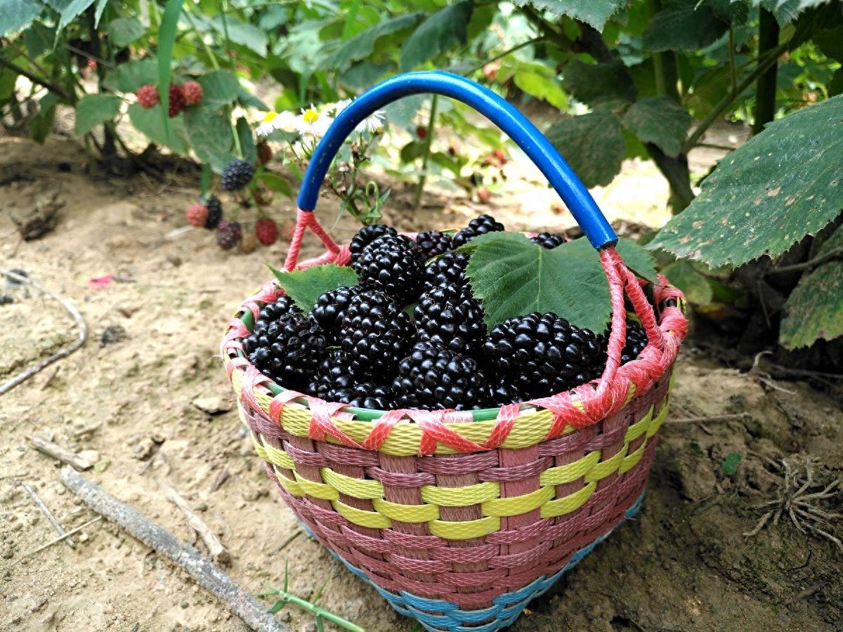 黑莓、蓝莓、草莓，同样都叫莓，为何黑莓售价才五毛钱一斤呢？