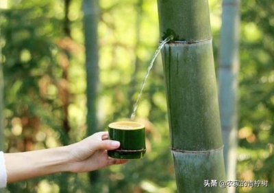 ​曾超火的“活竹酒”，把酒灌进嫩竹保存1年，最终却还是销声匿迹