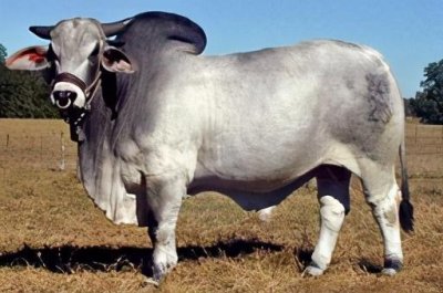 ​世界上的肉牛品种：印度神牛-婆罗门牛（Brahman）
