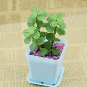 ​金枝玉叶和雅乐之舞的区分