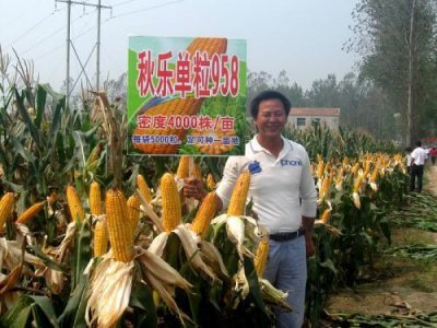 ​玉米品种百科：郑单958