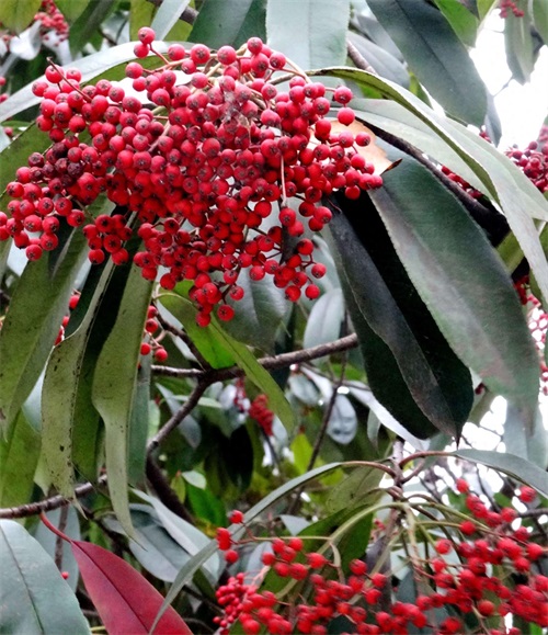 石楠：抗有毒气体能力强，有镇静解热等作用