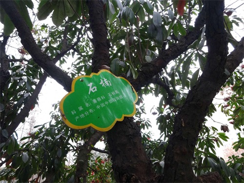 石楠：抗有毒气体能力强，有镇静解热等作用