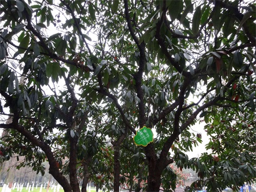 石楠：抗有毒气体能力强，有镇静解热等作用