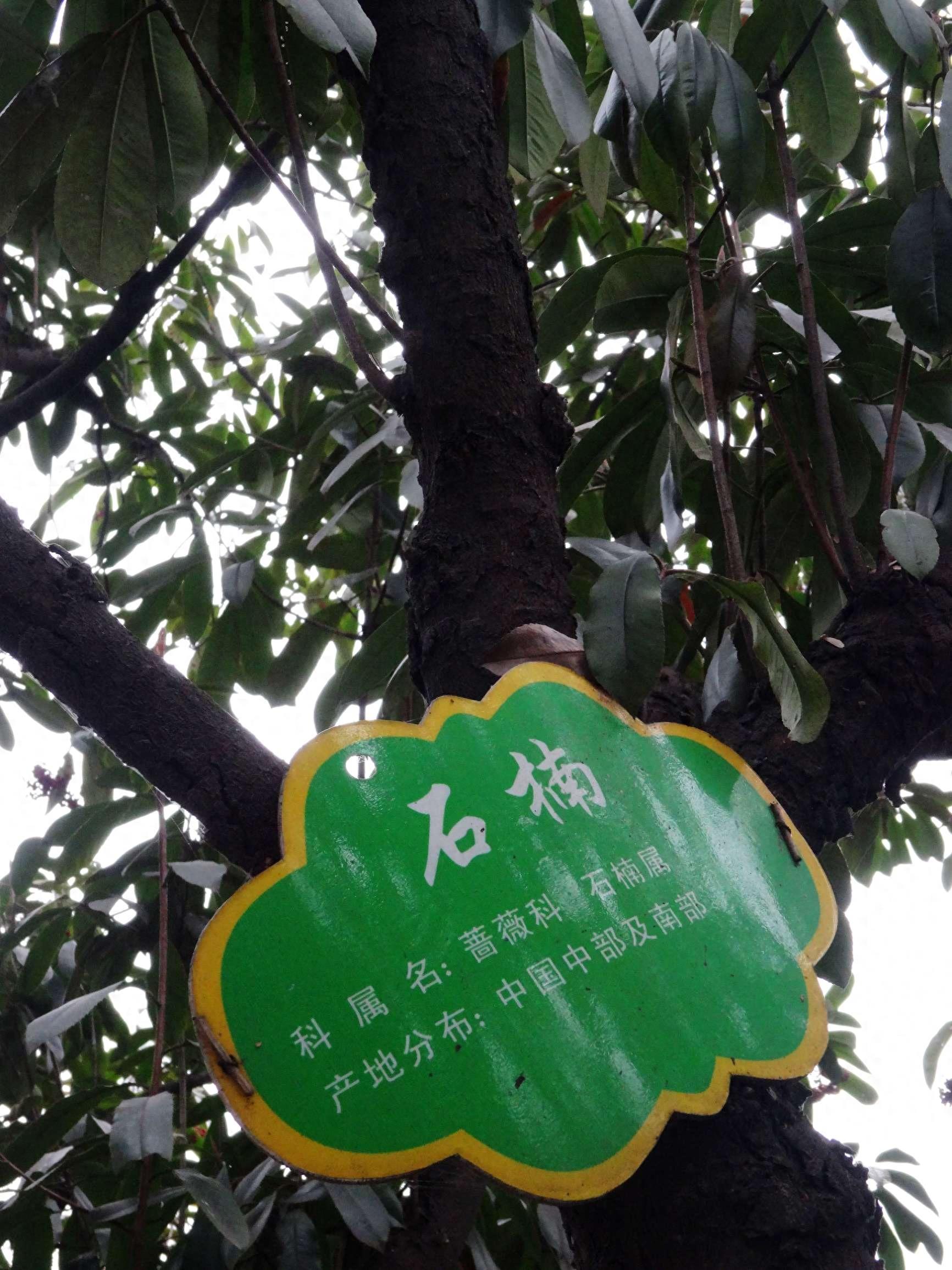 石楠：抗有毒气体能力强，有镇静解热等作用