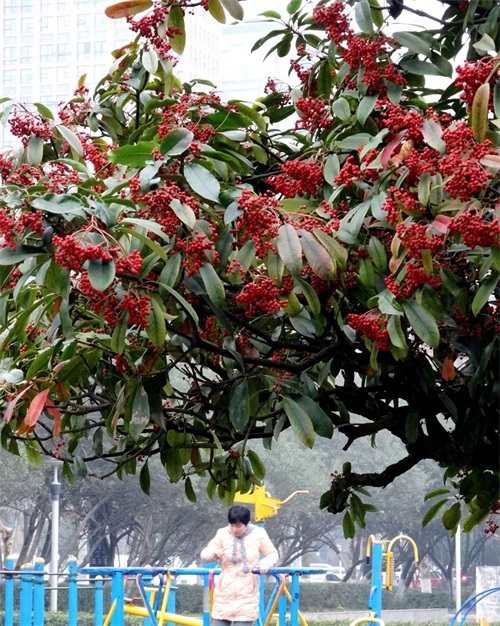 石楠：抗有毒气体能力强，有镇静解热等作用