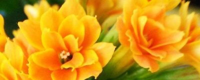 ​长寿海棠的养殖方法