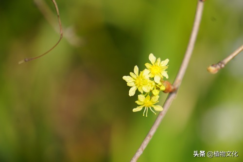 植物图鉴：元宝槭
