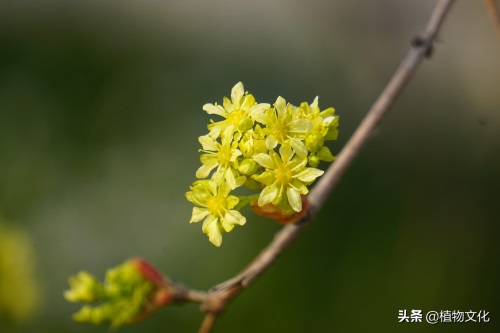 植物图鉴：元宝槭