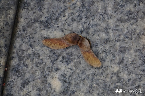 植物图鉴：元宝槭