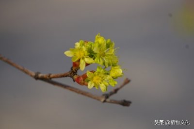 ​植物图鉴：元宝槭