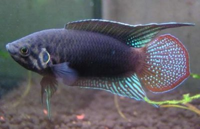 ​中国斗鱼简介