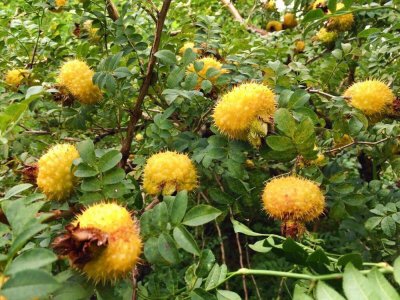 ​「刺梨的吃法大全」刺梨的十种食用方法！