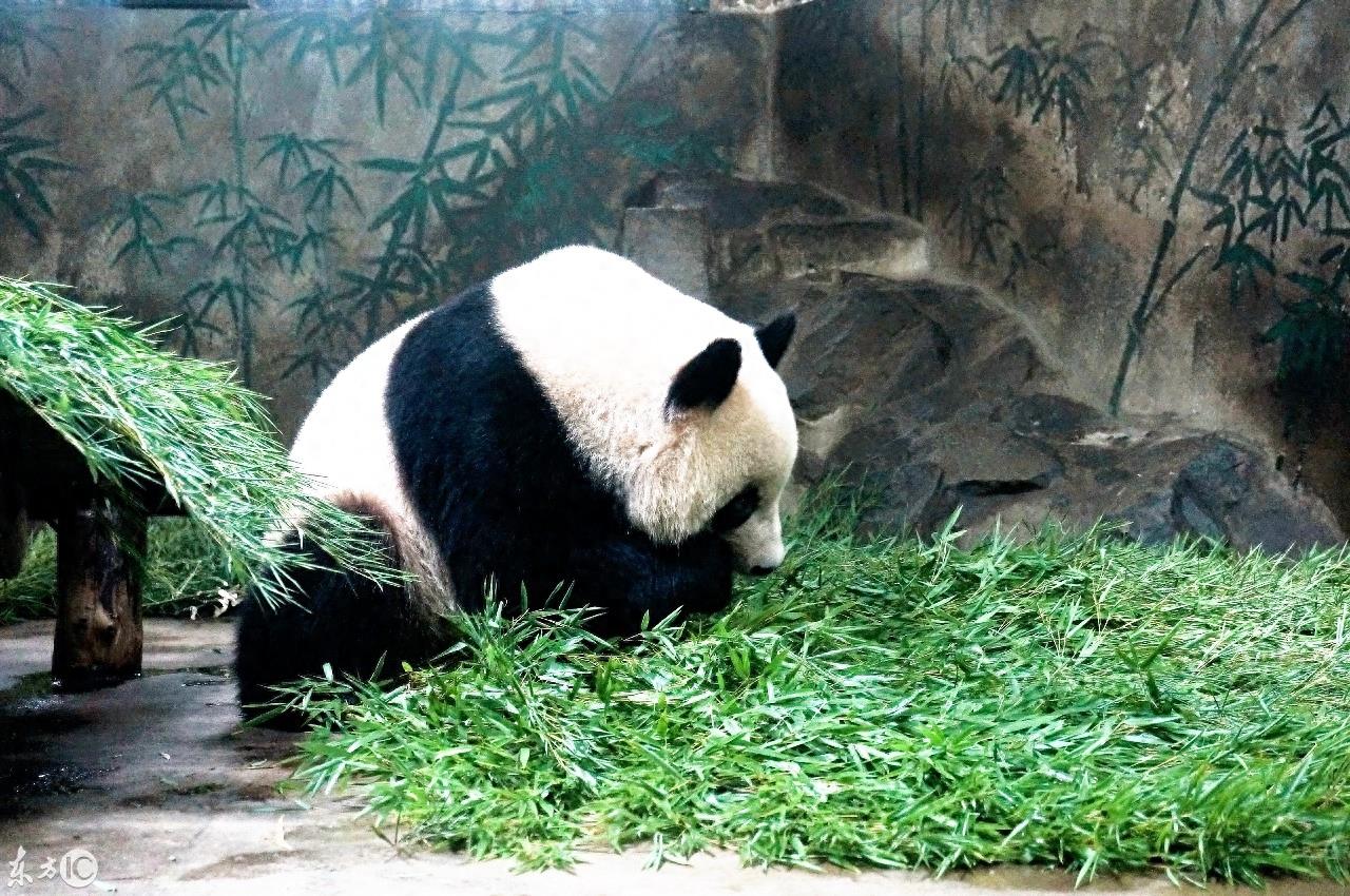 动物园里的动物你喜欢哪个