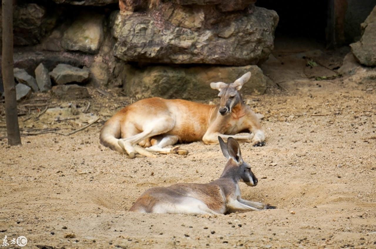 动物园里的动物你喜欢哪个