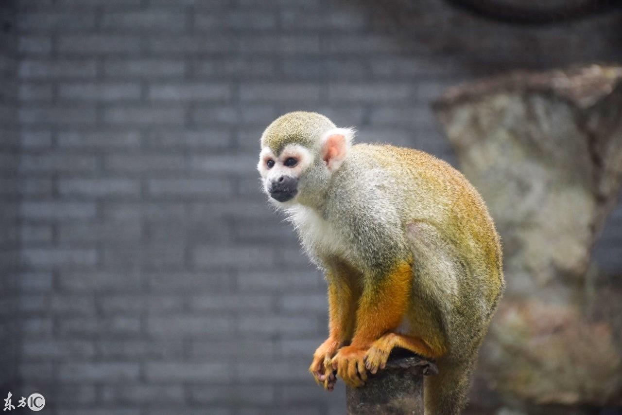 动物园里的动物你喜欢哪个