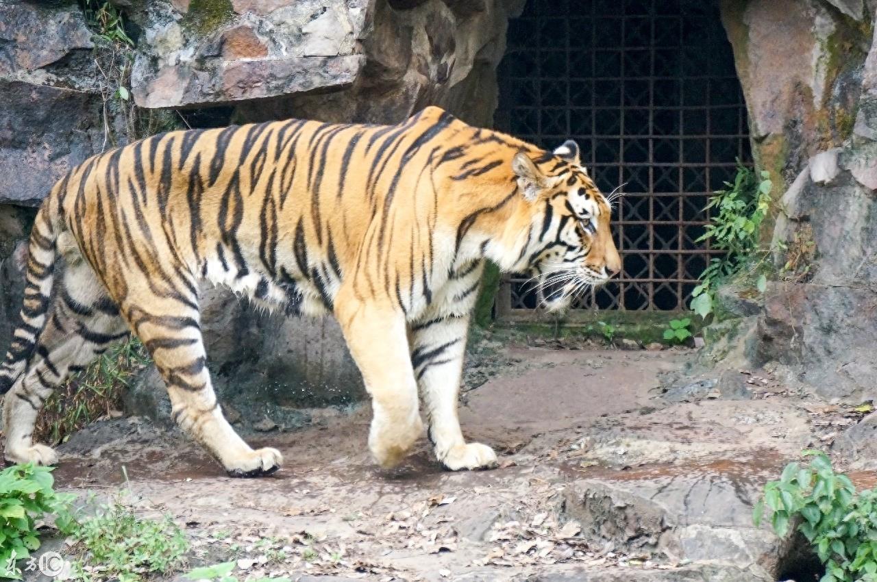 动物园里的动物你喜欢哪个