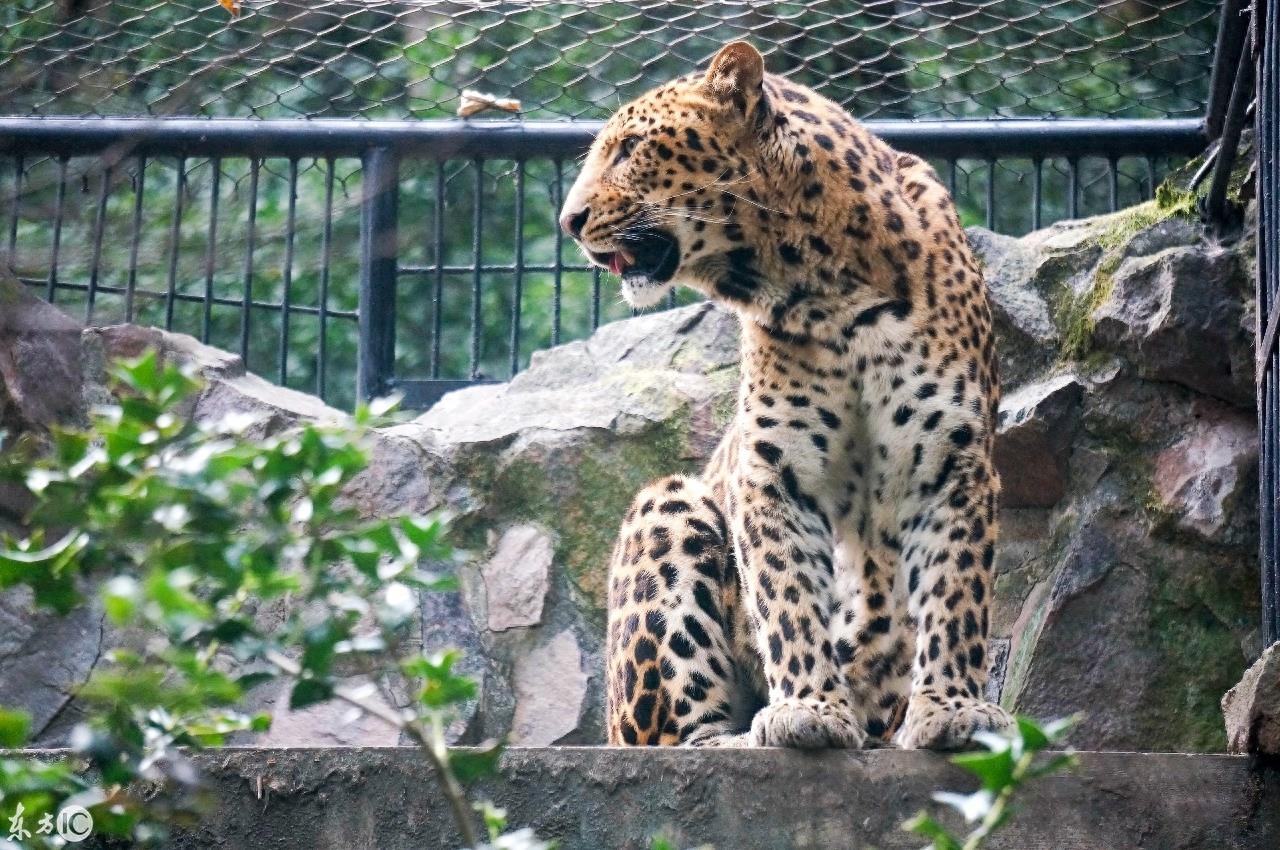 动物园里的动物你喜欢哪个