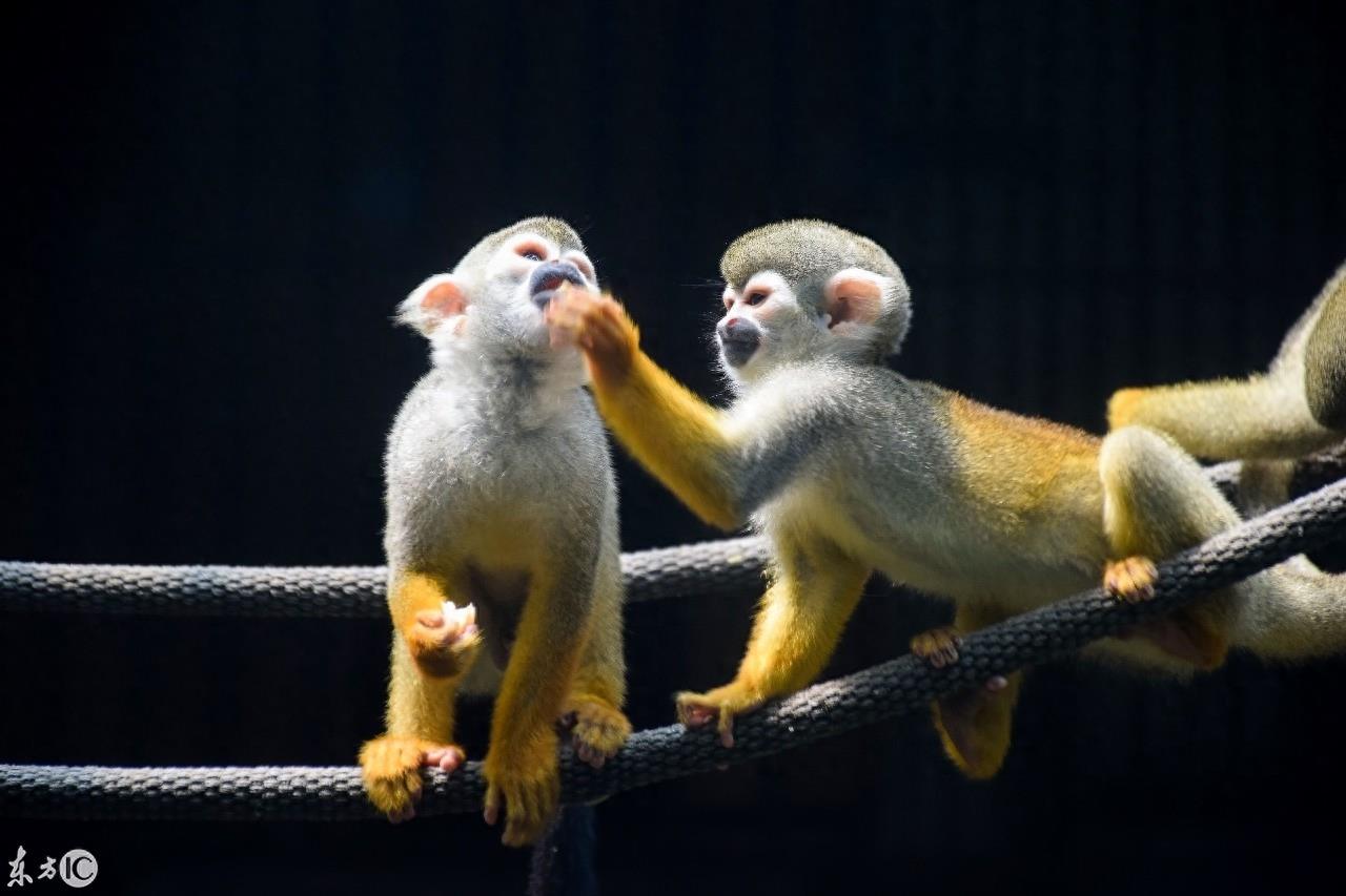 动物园里的动物你喜欢哪个