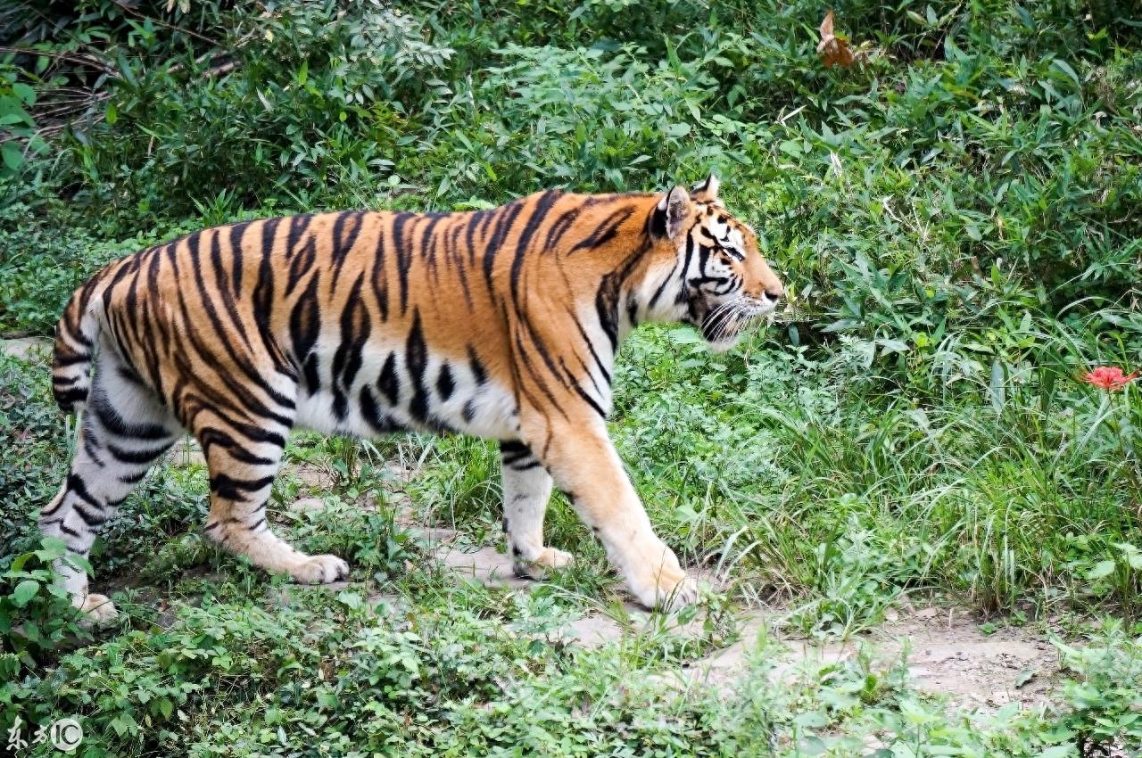 动物园里的动物你喜欢哪个