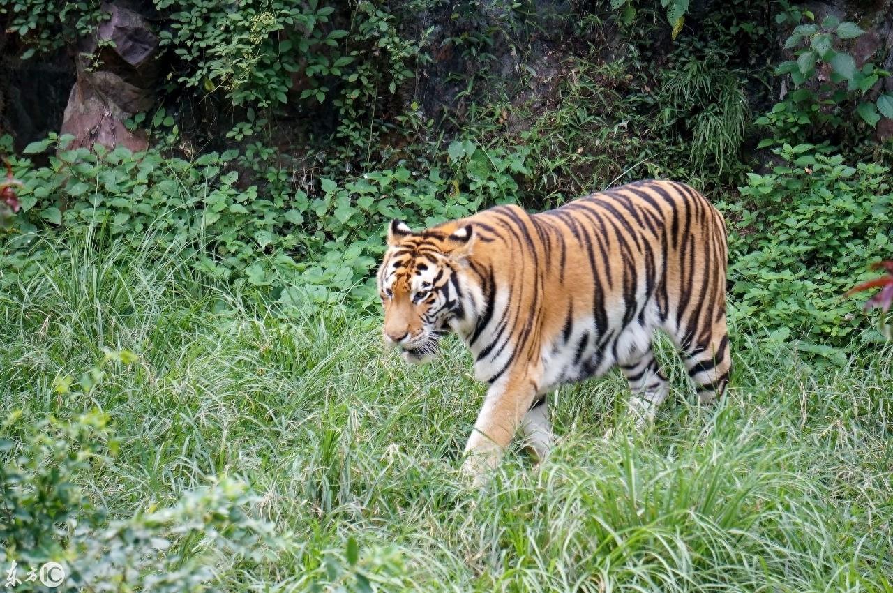 动物园里的动物你喜欢哪个