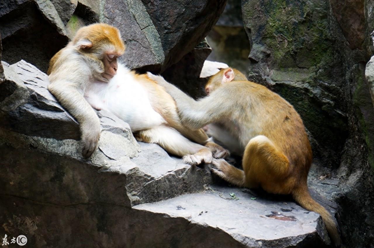 动物园里的动物你喜欢哪个