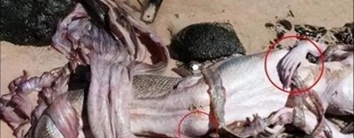 ​南海频频出现“鲛人”？人身鱼尾十分可怕，专家：山海经有记载