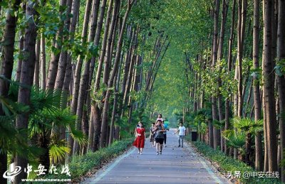 ​合肥滨湖湿地公园绿树成荫 夏季休闲避暑好去处
