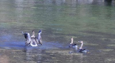 ​黄柏塬首次发现国家保护鸟类-豆雁