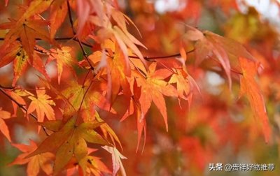 ​枫叶是霜降后变红吗？枫叶啥时候全红？什么时候是最佳观赏期？