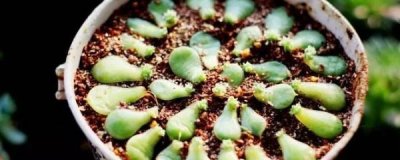 ​叶插多肉怎么浇水