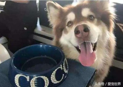 ​网红狗狗，首选王可可