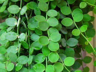 ​光照不足也可以长成“瀑布”的百万心，根系腐烂，是这两点没做好