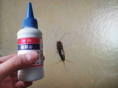 ​家里出现衣鱼虫意味着什么