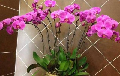 ​蜘蛛兰又名水鬼蕉，盆栽蜘蛛兰清新淡雅，是居家装饰的好花卉