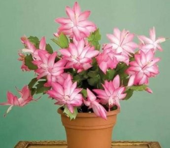 ​蟹爪兰花苞脱落怎么办？做好“3件事”，30天之后又爆盆