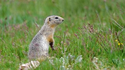 ​活跃在巴音布鲁克草原上的犬鼠精怪
