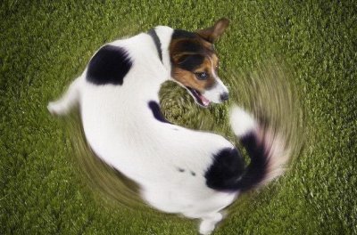 ​狗狗肛门腺肿好比痔疮发作！摩擦屁屁别再笑了，赶紧帮它挤肛门腺