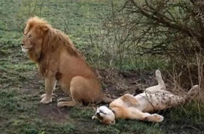 ​探秘10种疯狂至极的动物交配行为