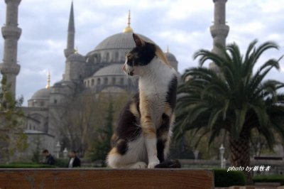 ​在伊斯坦布尔你可以错过一些风景，但不能错过猫