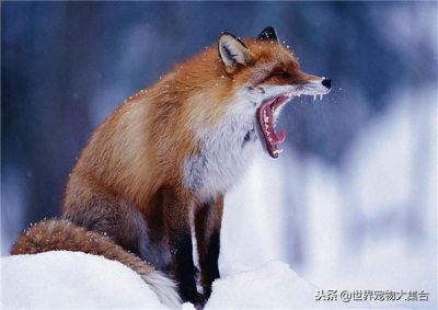 ​狐狸有狐臭是不是真的，能够私人饲养吗