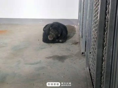 ​合肥野生动物园黑猩猩“出逃”