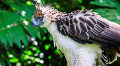 ​世界上最大的雕，如今只剩下500对，喜欢捕食猿猴