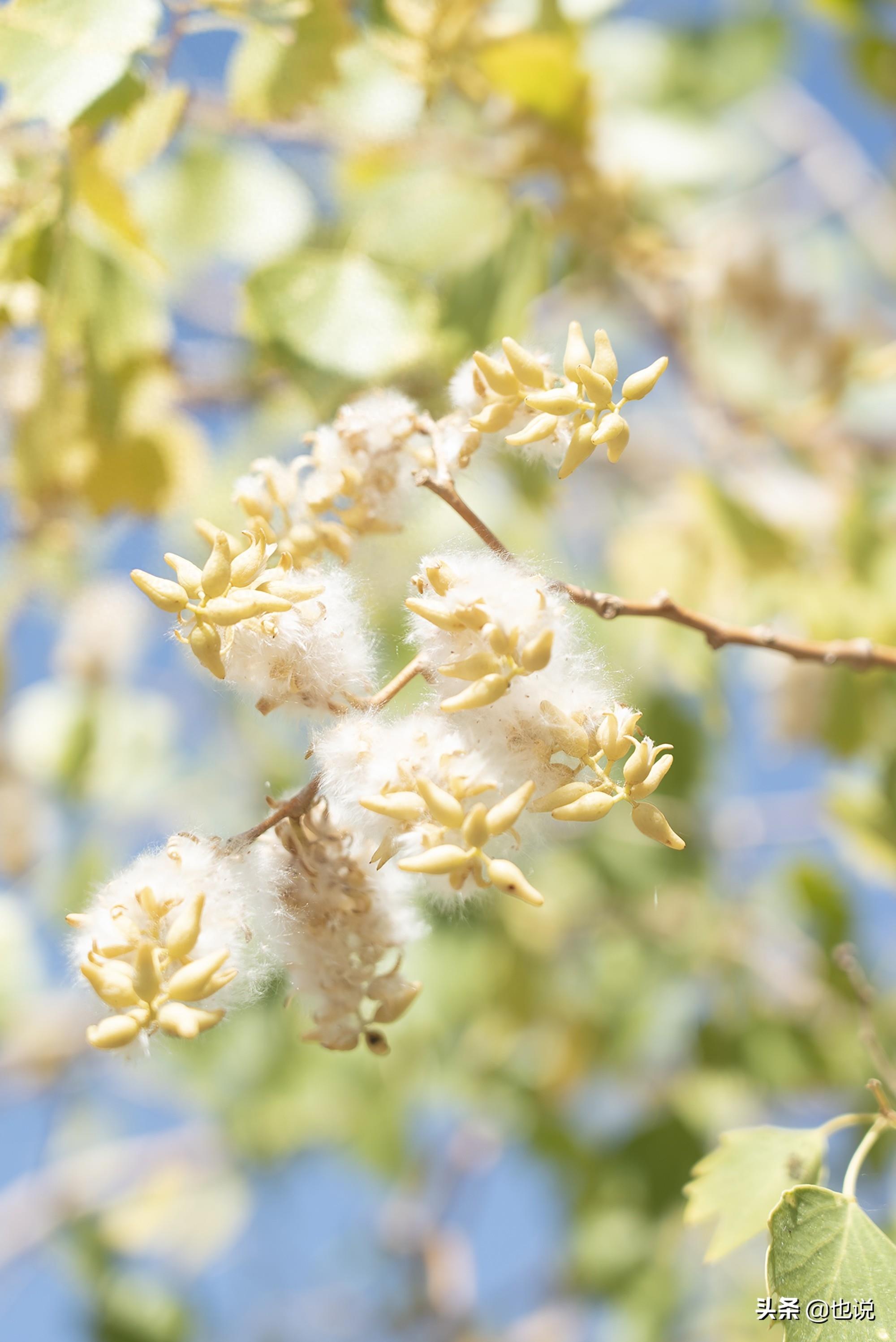 探秘库尔勒龙山公园，十八年植树十万亩，从不毛之地到绿地公园