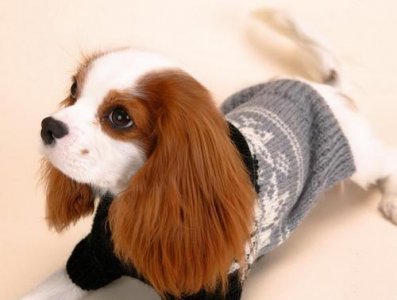 ​世界上颜值最高的10种狗狗，你最心仪的是哪一种？