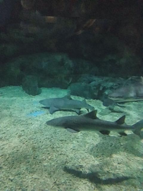 天津海昌极地海洋世界