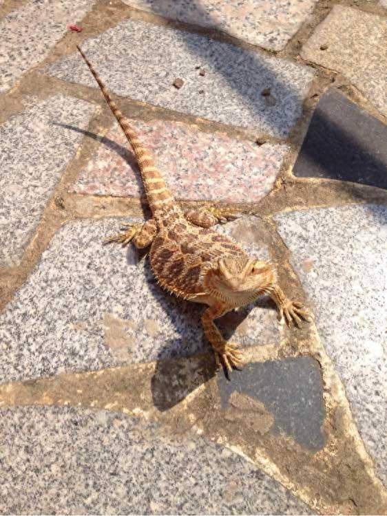 宠物图集：红眼鹰蜥