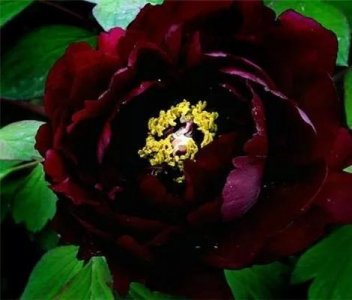 ​分享图片，雍容华贵又稀少罕见的黑色牡丹花